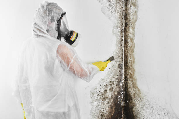 Best Biohazard Mold Removal  in , MN